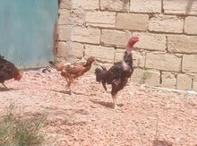 Heyratı xoruzu