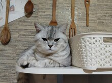 Silver şinşilla pişiyi