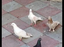 Göyərçin