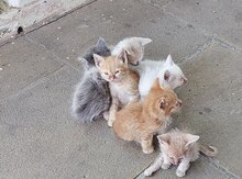 Pişik etibarlı əllərə verilir