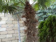 Palma ağacı