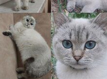 Şotland pişiyi etibarlı əllərə verilir