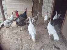 Hinduşka balaları