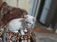 Siam pişik balaları