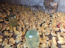 Pekin ördəyi 