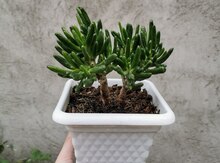 Krassula Hobbit
