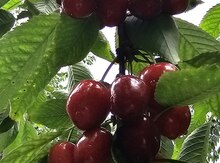200 sot torpaq sahəsi, SusayQışlaq kəndi