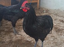 Avstralorp xoruzları