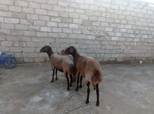 Boğaz qoyunlar