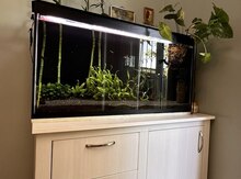 Akvarium 