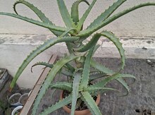 Otaq bitkisi Aloe