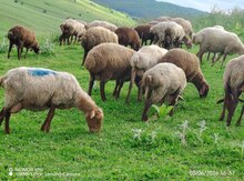 Qoyunlar