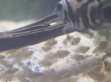 Panda balıqları