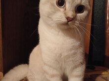 Pişik (cütləşdirmək üçün)