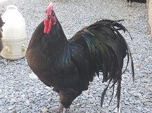 Avstrolop yumurtası