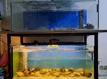 Akvarium