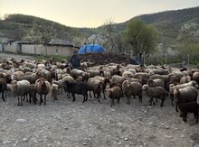 Qoyunlar