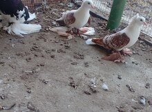 Göyərçinlər