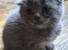 Şotland pişiyi