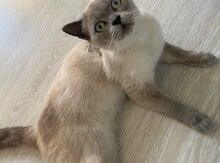 Siam pişiyi