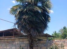 Palma ağacı