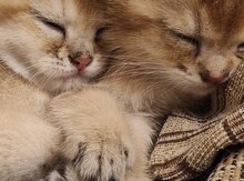 Britan pişiyi balaları