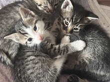 Pişik etibarlı əllərə verilir
