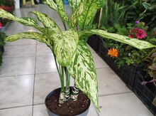 Difanbaxeya bitkisi