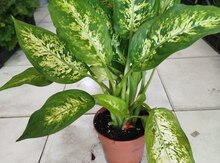 Difanbaxeya