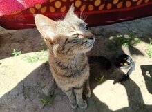 Pişik etibarlı əllərə verilir