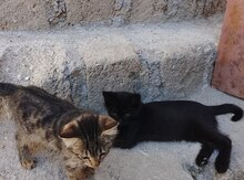 Pişik balaları etibarlı əllərə verilir