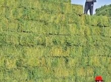 Təbii ot