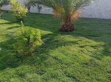 Qazon 
