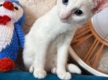 Khao mane balası
