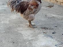 Avstralorp quşları