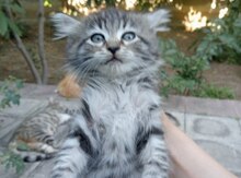 Pişik balası