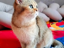 Qızılı şinşilla pişiyi