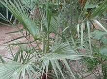 Palma ağacı