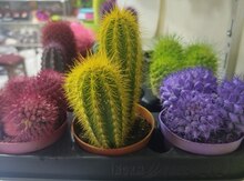 Kaktus