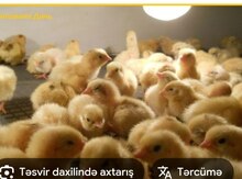 Bildirçin