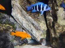 Frontoza bulu zair