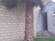 Palma ağacı