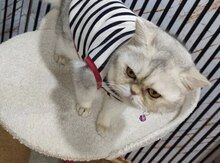 Silver şinşila pişiyi