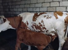 Simmental inək və balası