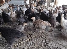 Hinduşka balaları