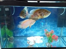 Akvarium və balıqlar