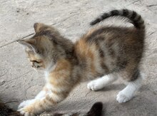 Pişik etibarlı əllərə verilir
