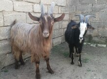 Keçilər