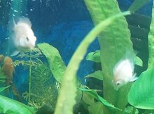 Ağ panda balığı