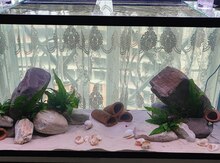Akvarium